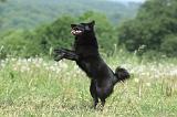 SCHIPPERKE 592